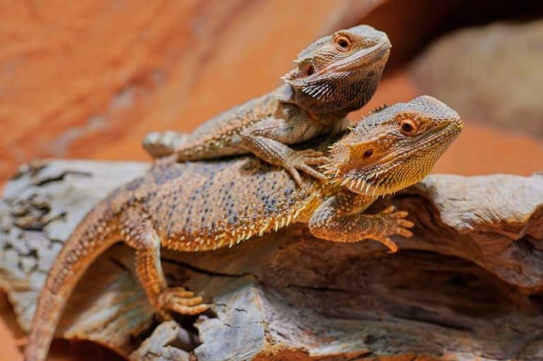 How To Breed Bearded Dragons Practical Step By Step Guide