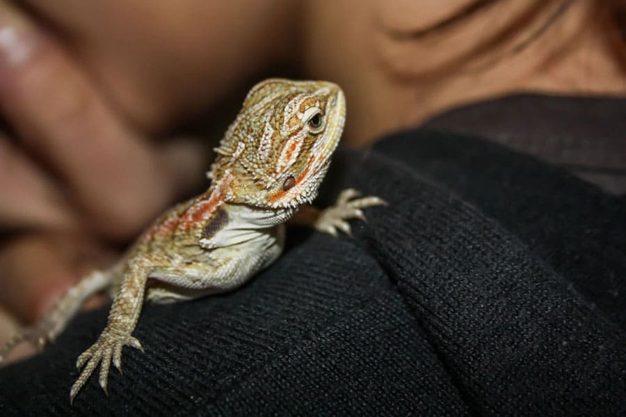 12 Reasons Why Bearded Dragons Are Good Pets