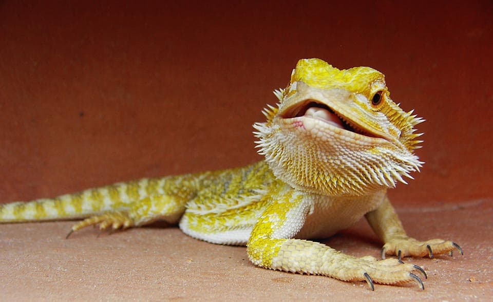 4 Ways to Tell the Sex of Your Bearded Dragon