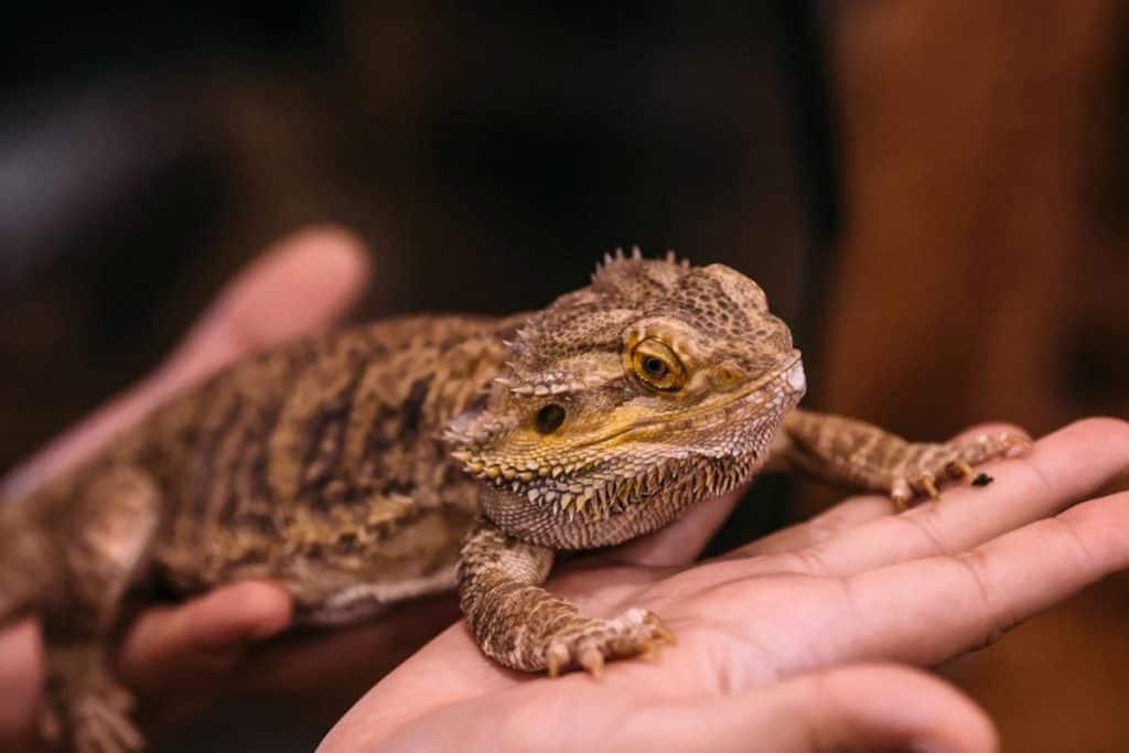 Are Bearded Dragons Good Pets?