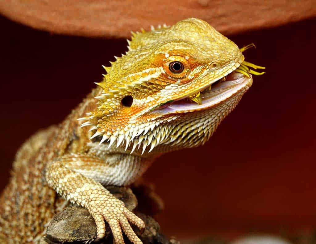 Bearded Dragon Lifespan by Species