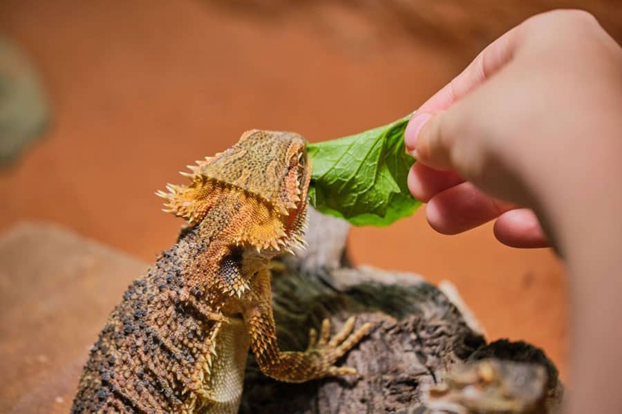 Can You Force Bearded Dragons to Eat?
