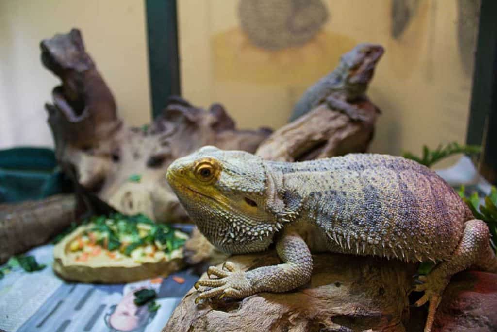 How Long Can Bearded Dragons Go Without Food