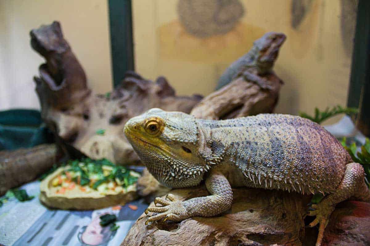 How Long Can Bearded Dragons Go Without Food?