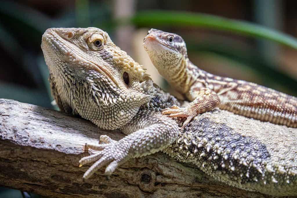 How Long Do Bearded Dragons Live