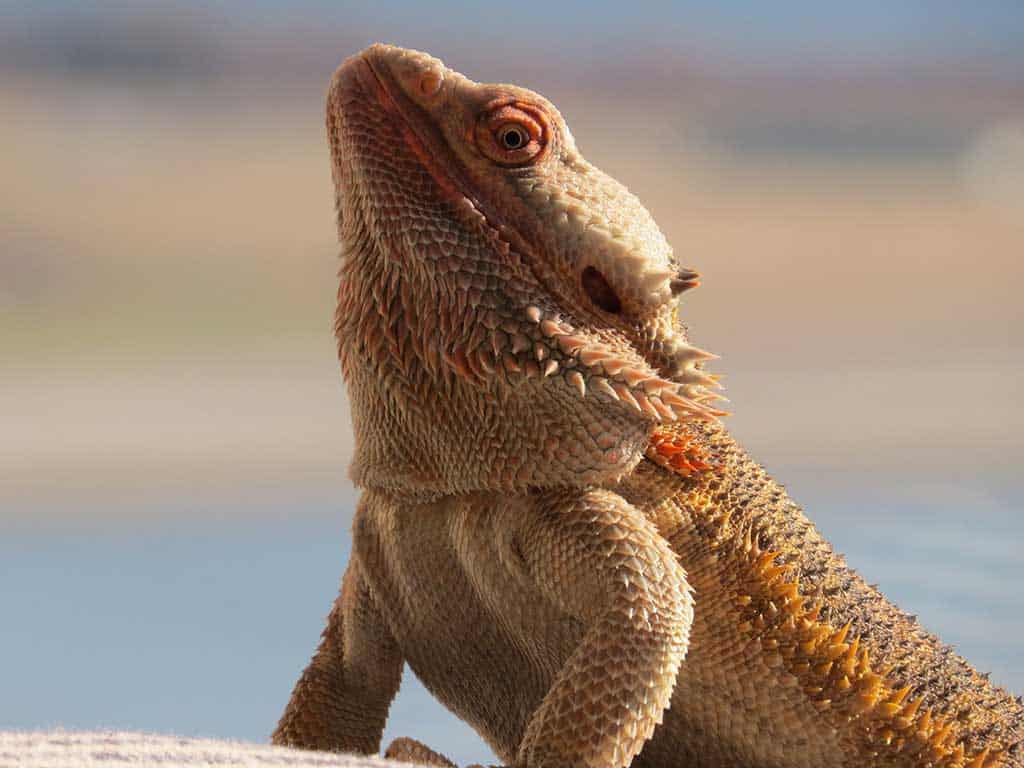 How Much Is a Bearded Dragon? The Cost of Accessories
