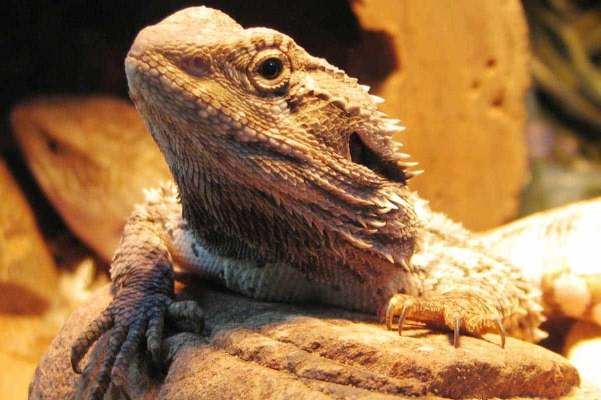 How Much Is a Bearded Dragon? The Real Cost