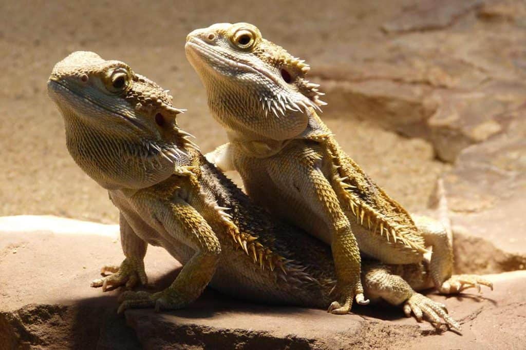 How to Sex a Bearded Dragon