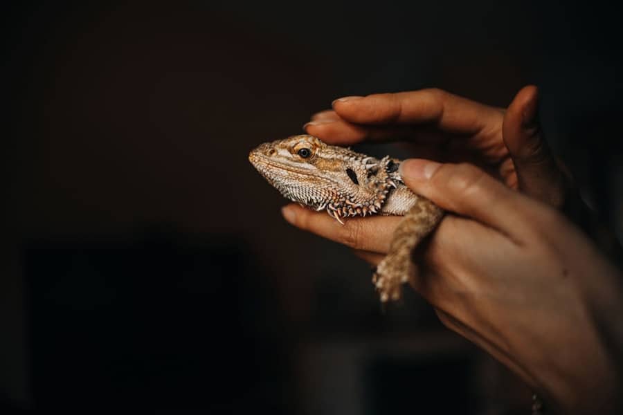 Pros of Keeping Bearded Dragons as Pets