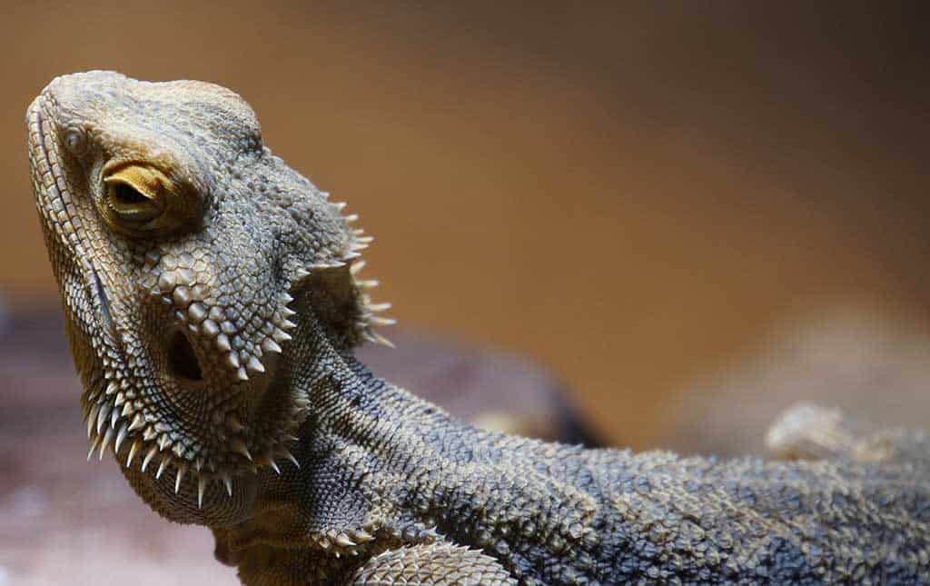 Six Things That Can Shorten Your Bearded Dragon’s Lifespan