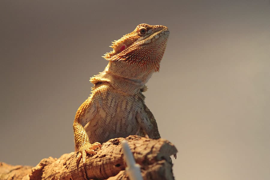 What Does Healthy Bearded Dragon Poop Look Like?