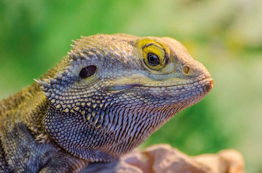 What Health Problems Affect Bearded Dragon Growth?