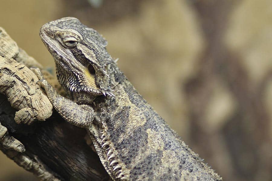 Which Species of Bearded Dragon Is the Largest?