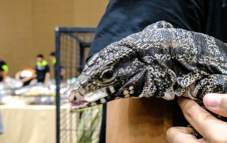 Argentine Black and White Tegu