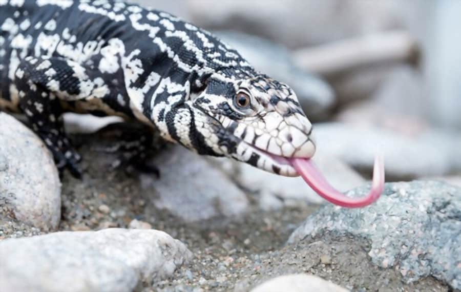 Argentine Black and White Tegu