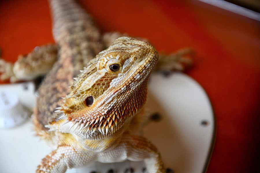 Bathing Your Bearded Dragon