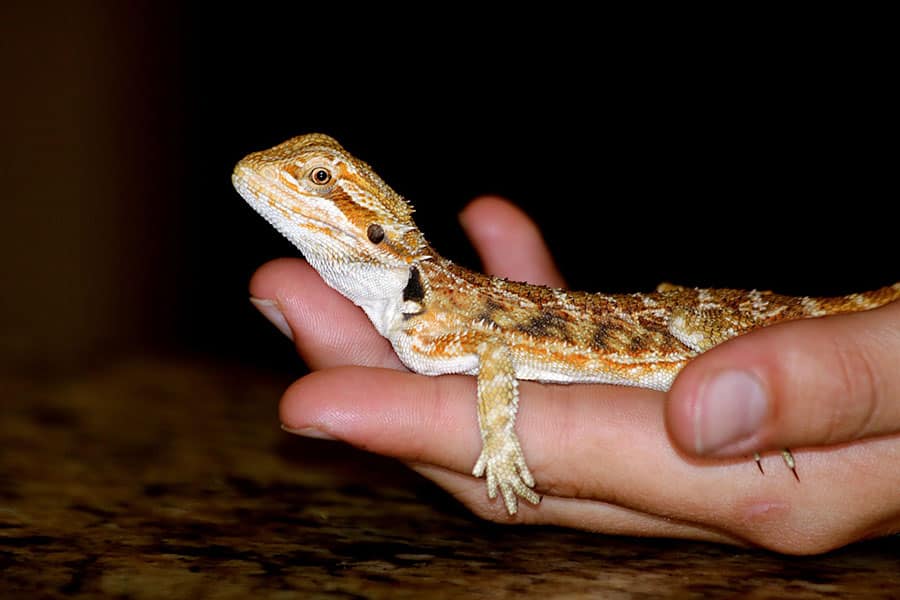 Bearded Dragon Dietary Supplements