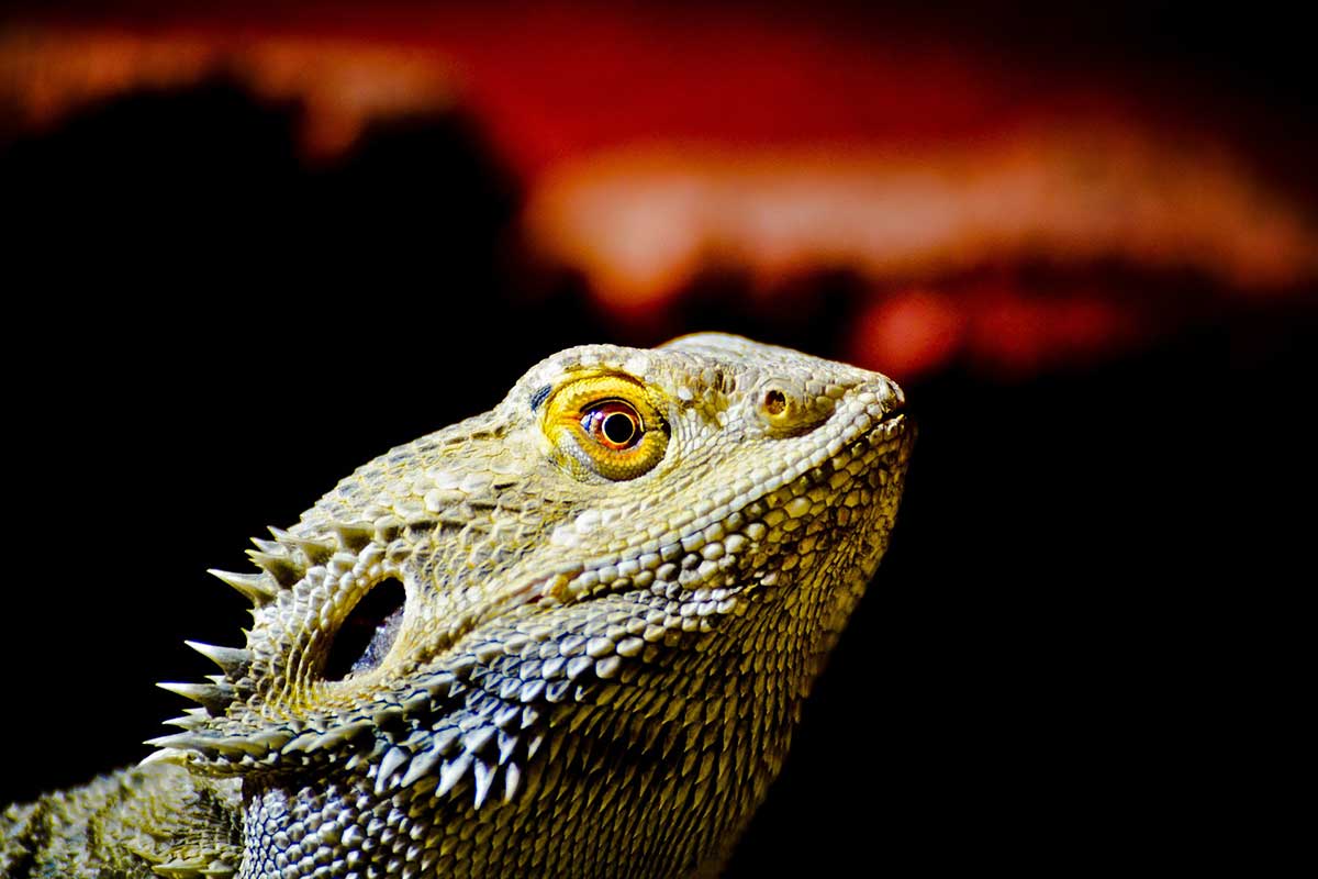 Dehydrated Bearded Dragon