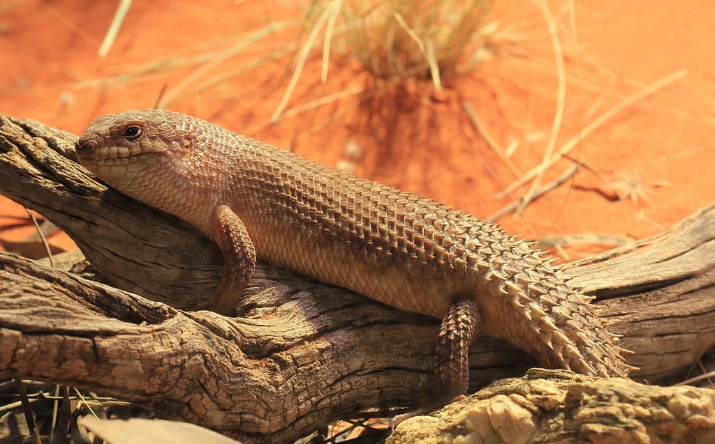 gidgee skink