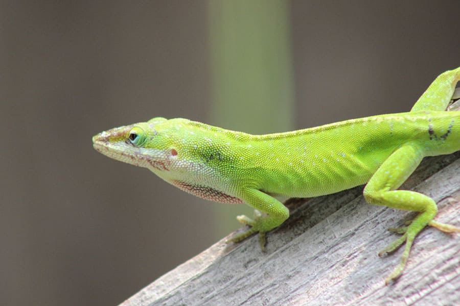 Green Anoles