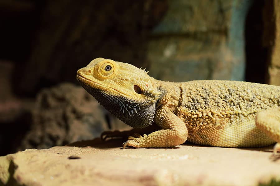 How Do Bearded Dragons Survive in the Wild?