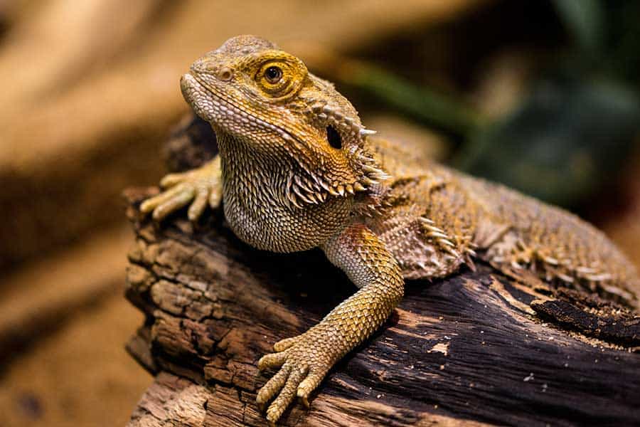 How Long Does It Take a Bearded Dragon to Shed?
