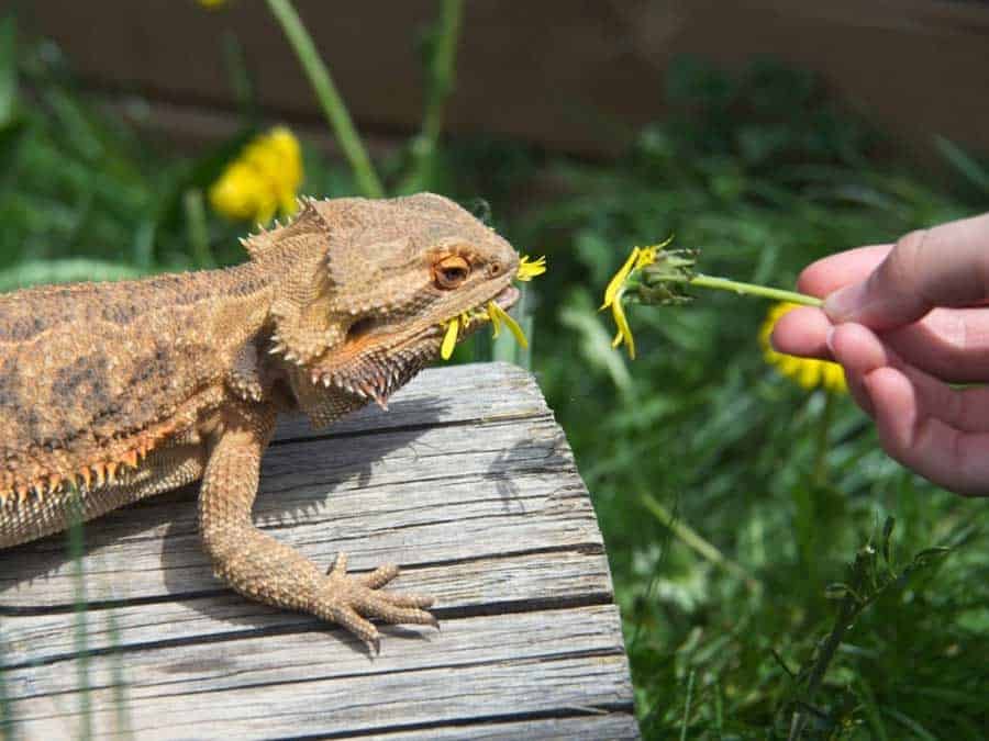 How Often to Feed Bearded Dragons Based on Age