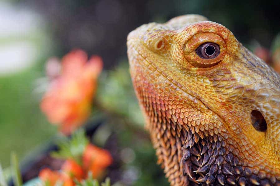 Is Your Bearded Dragon Dehydrated?