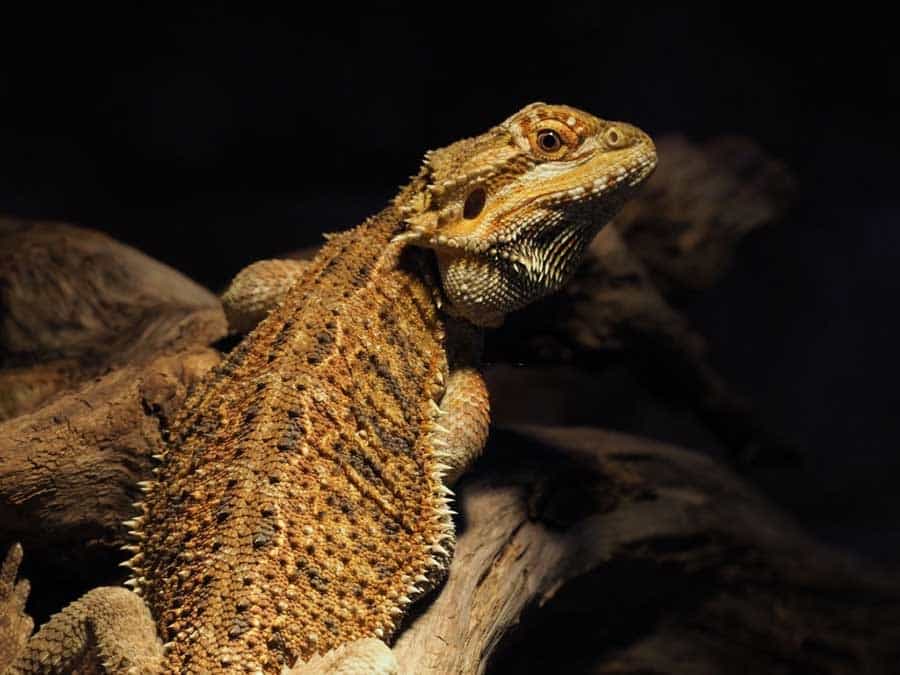 Possible Reasons Why Your Bearded Dragon Isn’t Eating