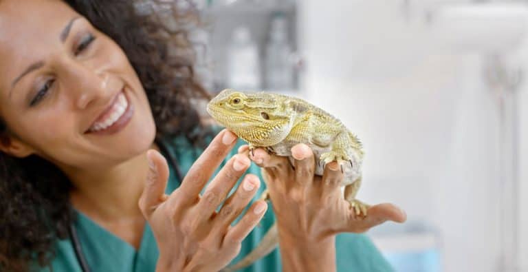 Best Bearded Dragon Names Cute Cool And Funny 100 Names Best Bearded Dragon Names Cute Cool And Funny 100 Names