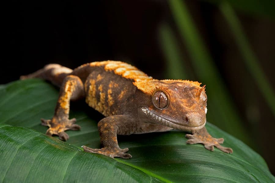 The Best Gecko Pets: Arboreal Species