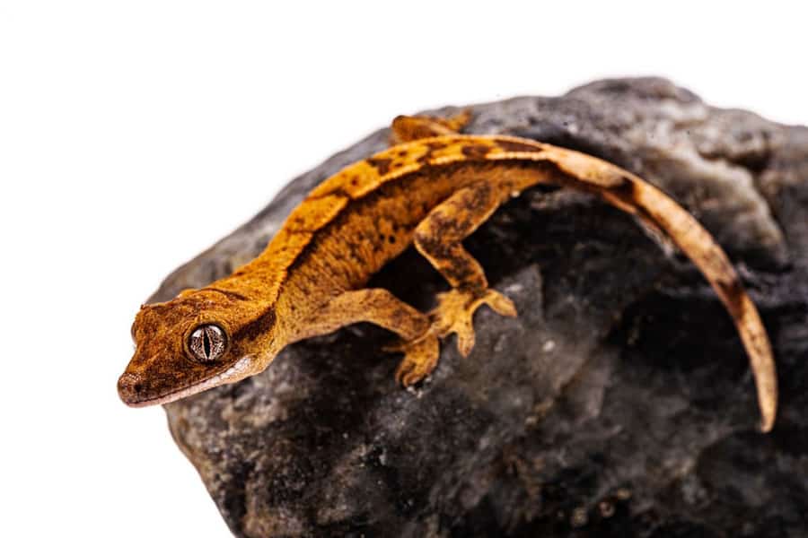 The Best Terrestrial Geckos for Pets