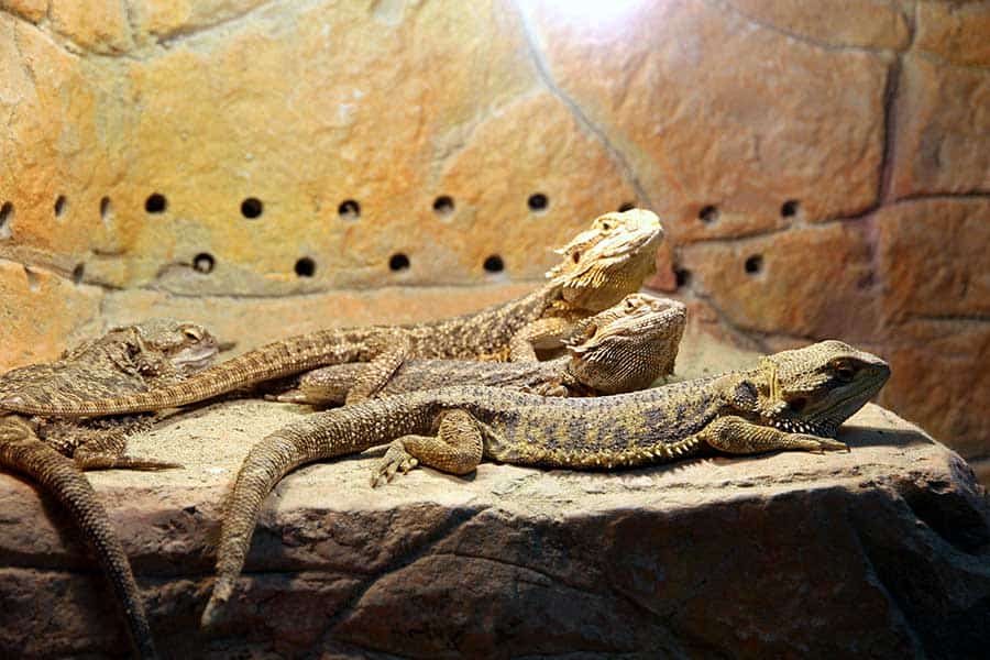 The Eight Species of Wild Bearded Dragons