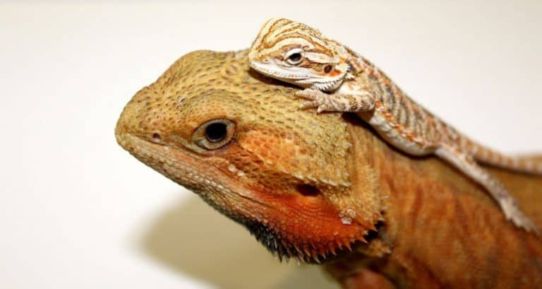 Fancy Bearded Dragon vs Bearded Dragon: Choosing the Perfect Pet ...