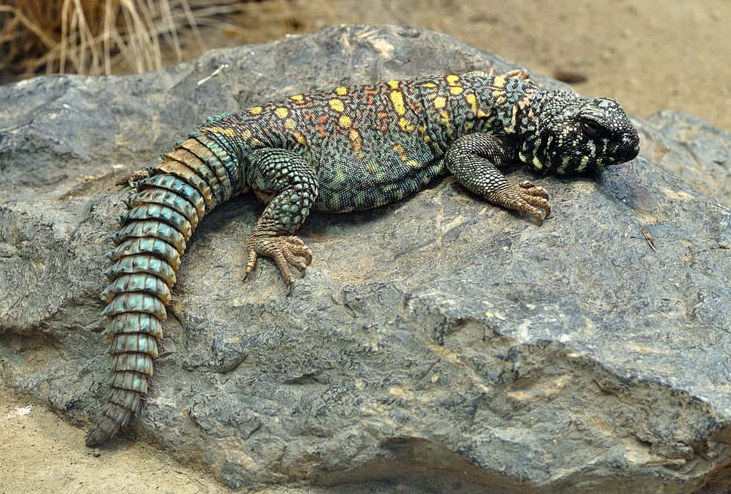 Uromastyx