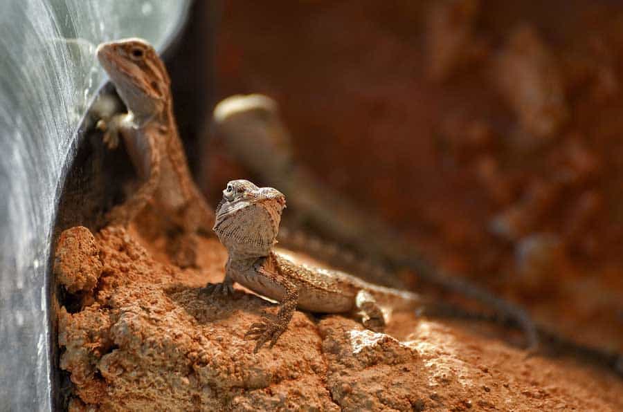 What Do Baby Bearded Dragons Eat? Some Popular Foods