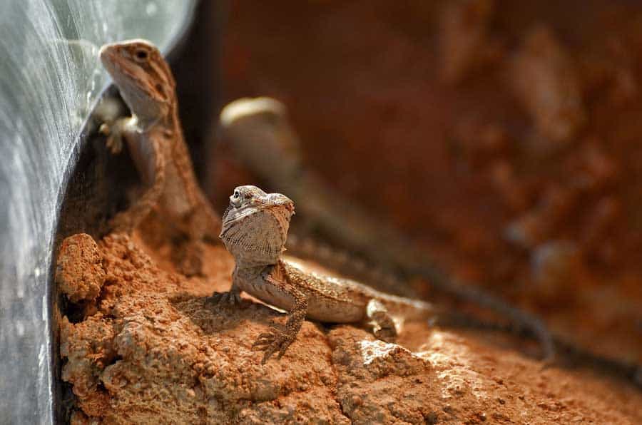 Baby Bearded Dragon Care (What Do They Eat?)