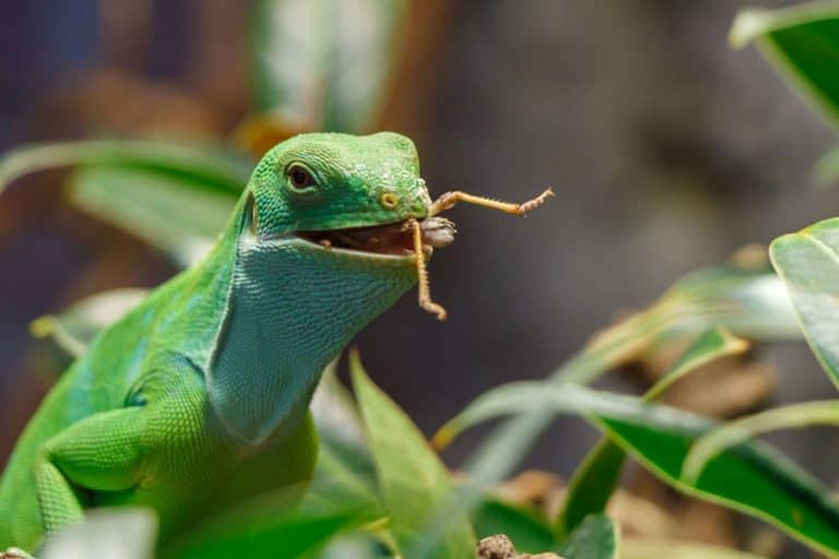 What Do Baby Lizards Eat And Drink? Discovering Their Ideal Diet ...