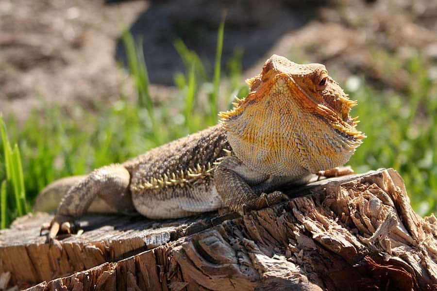 What Should Bearded Dragons Never Eat?