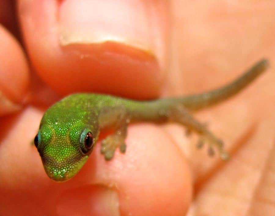What Supplements should Insectivorous Baby Geckos Get?