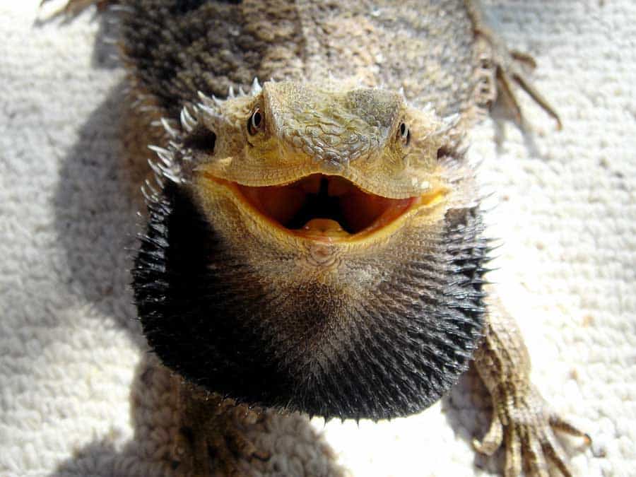 When a Beardie Opens Their Mouth to Cool Off