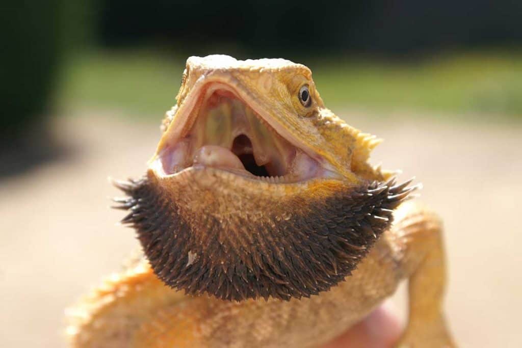 Why Does My Bearded Dragon Open His Mouth?