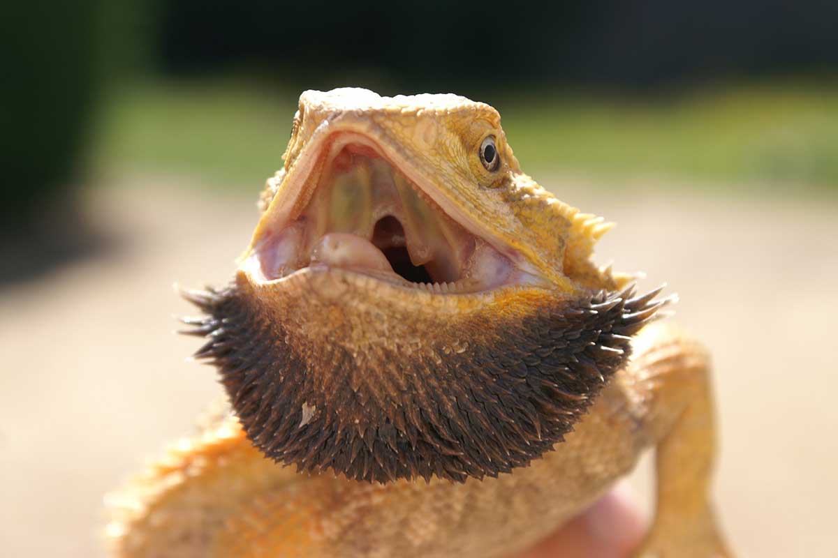 bearded dragons teeth