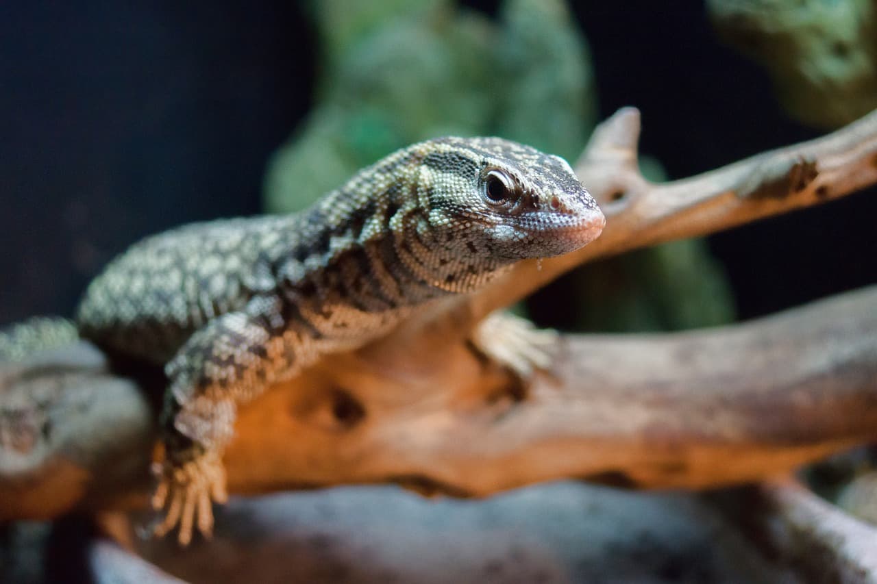 ackie monitor