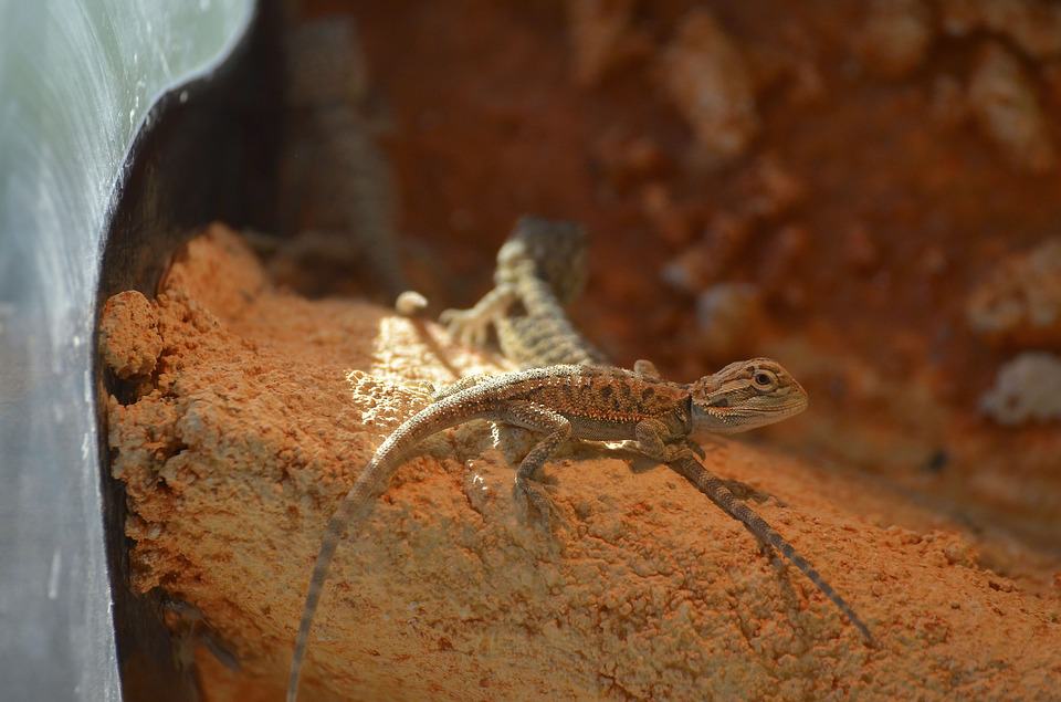 baby bearded dragon care