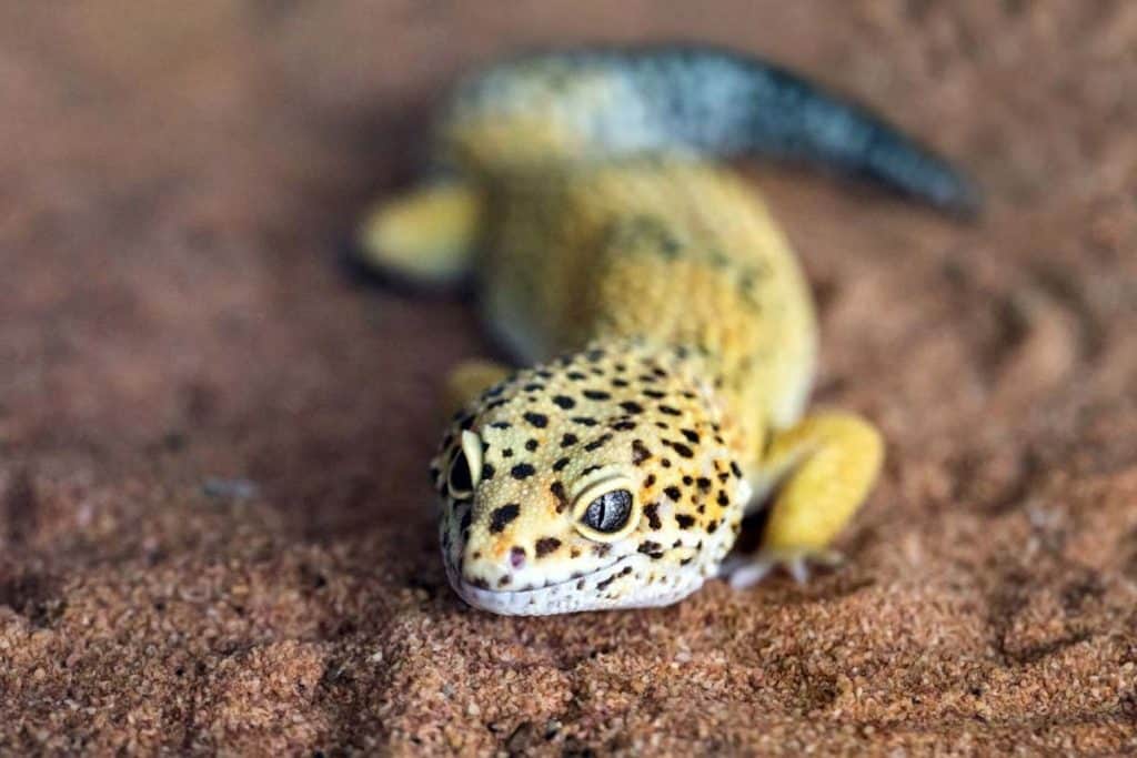 best gecko pets