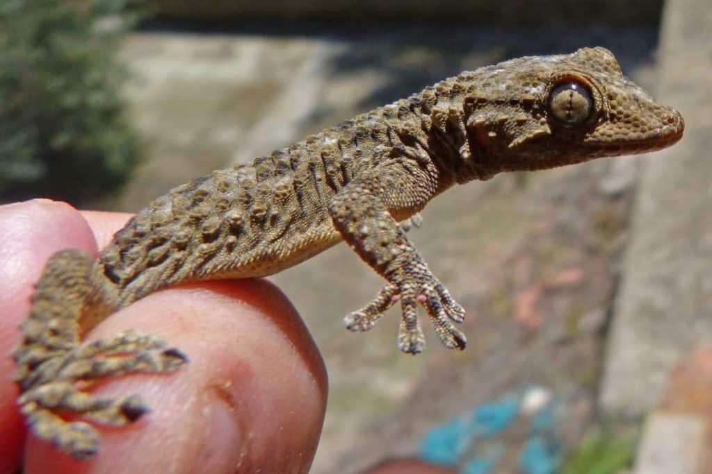 best lizards for handling