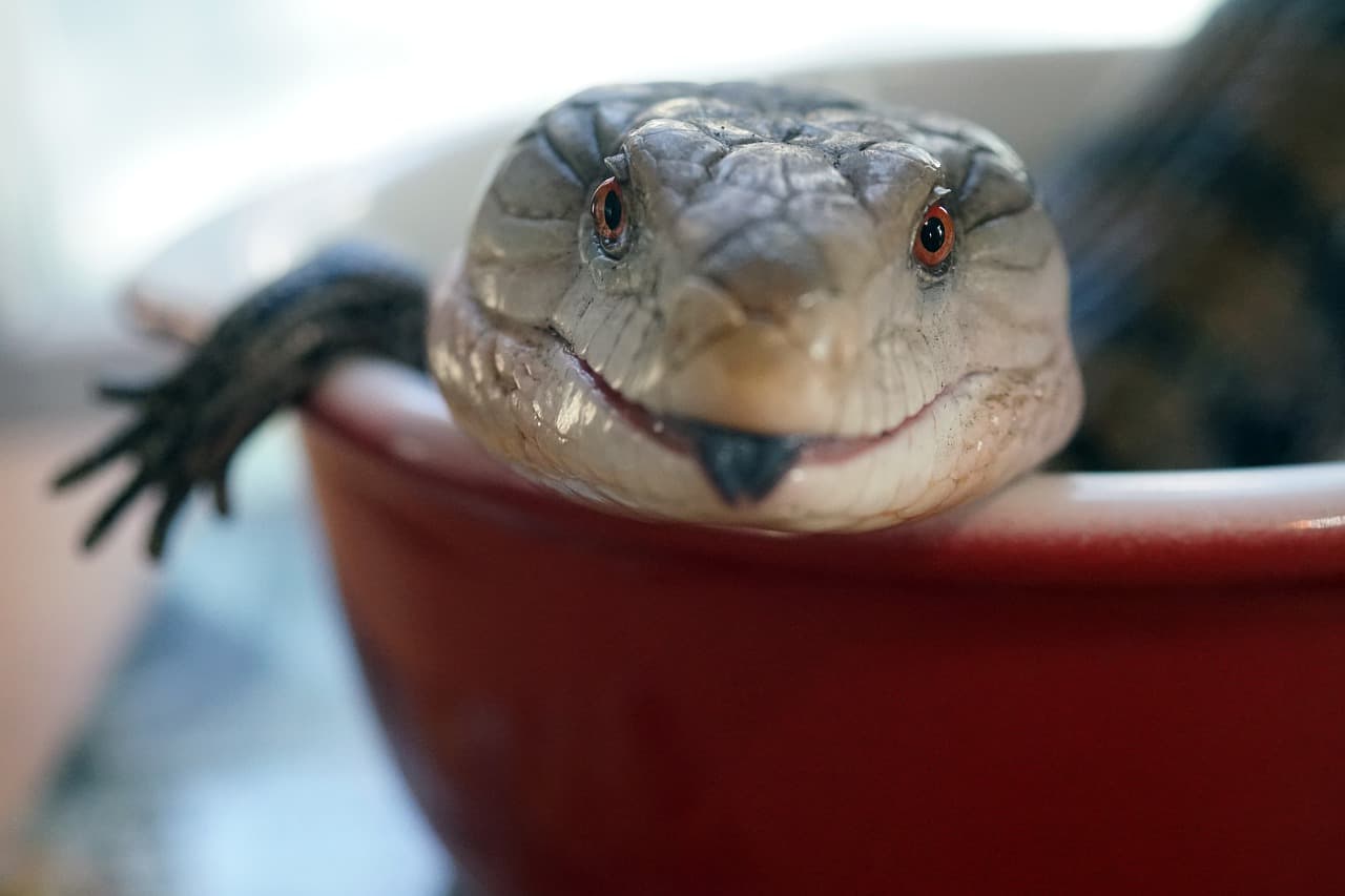 blue tongue skink