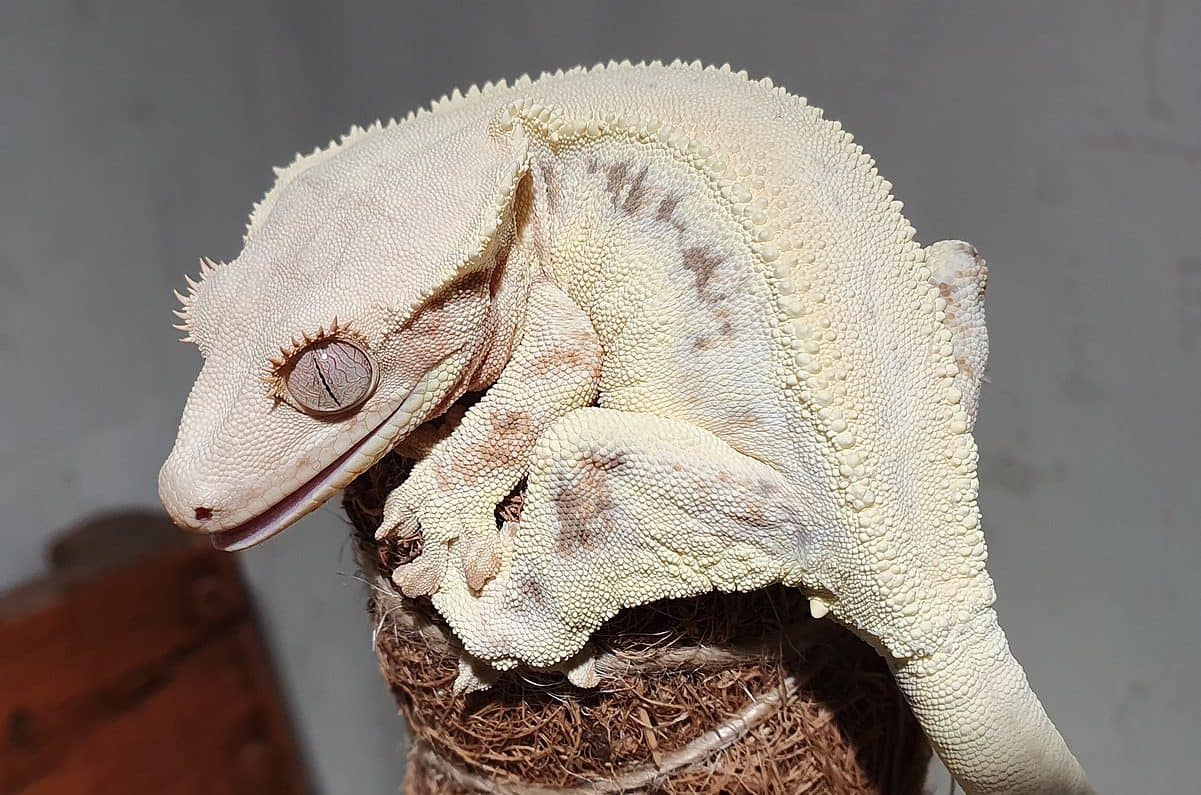 crested gecko