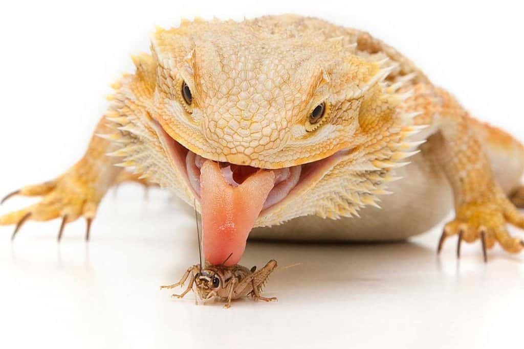 how many crickets to feed a bearded dragon